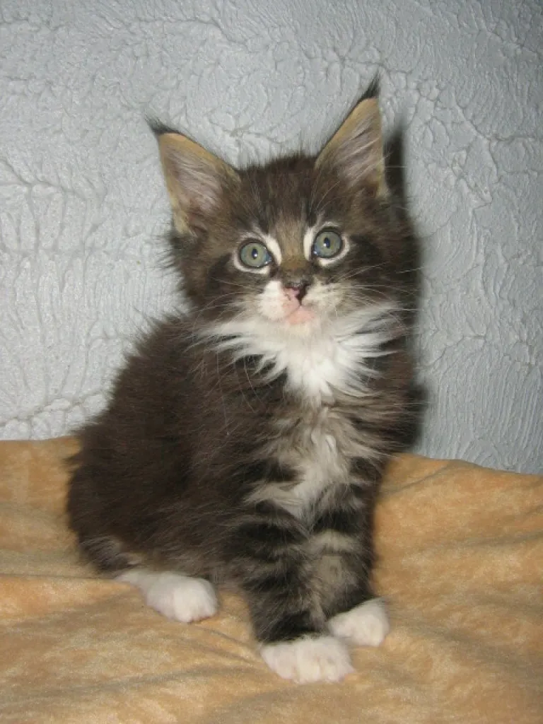 ***Reinrassige Maine Coon Kitten mit Ahnentafel***