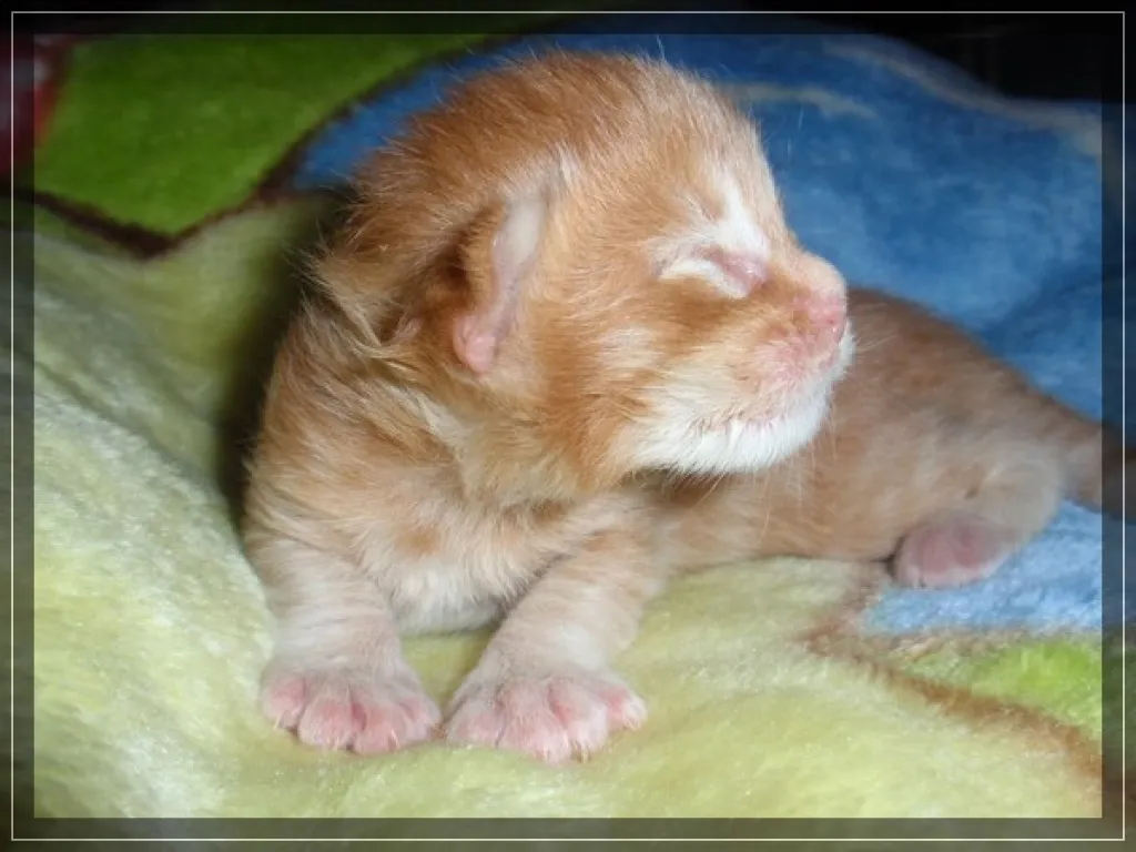 süße Maine Coon Kitten suchen neues zu Hause