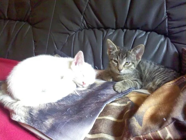 Katzenkinder abzugeben