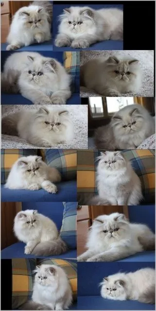 Sehr vielversprechender Colourpoint Jungkater ab sofort abzugeben .  Lionsealca