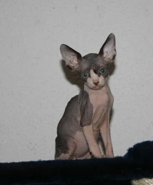 CANADISCHE SPHYNX-Kätzchen