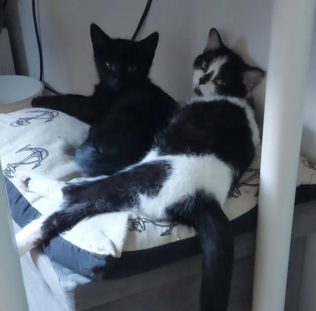 Kinderliebes Katzenpärchen Rasse-Mix zu vermitteln