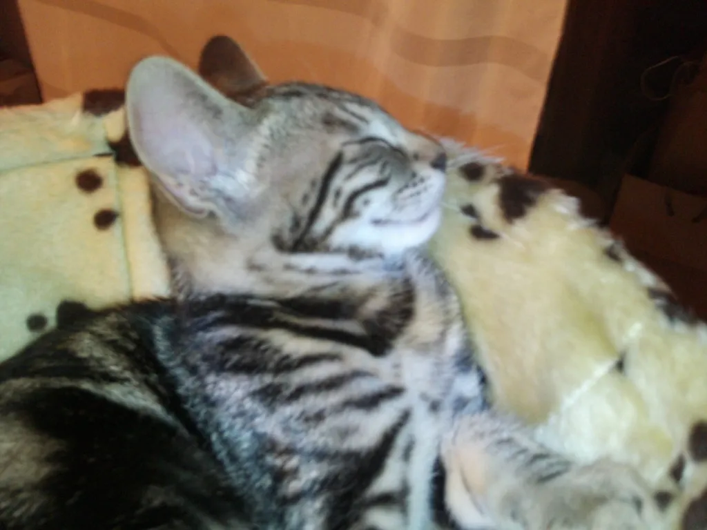 bengalen kitten ohne pappiere
