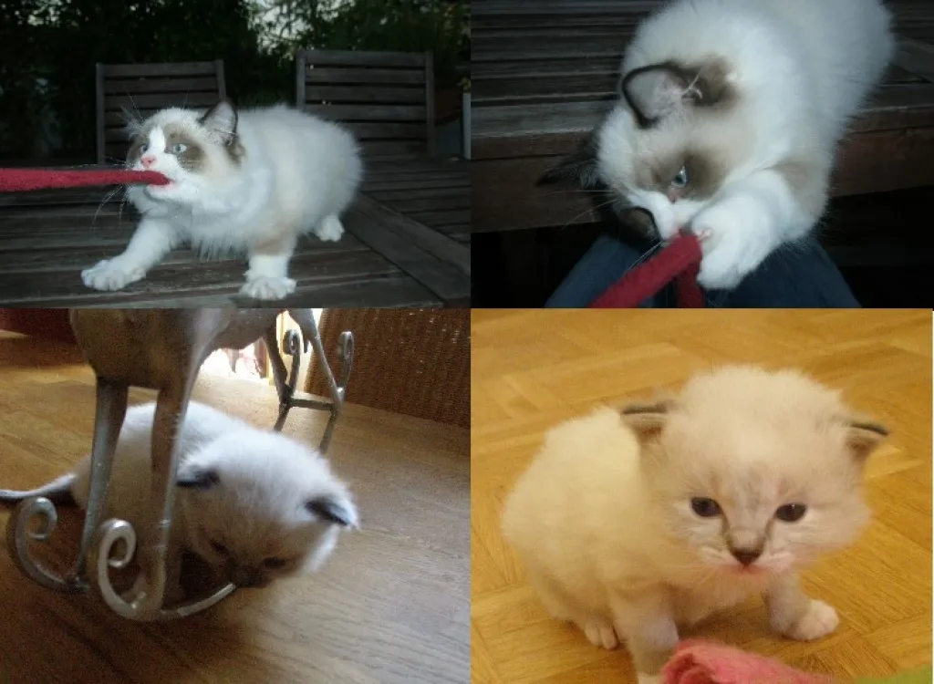Ragdoll Kitten Inca  ( Joshuar,Josephine.)
