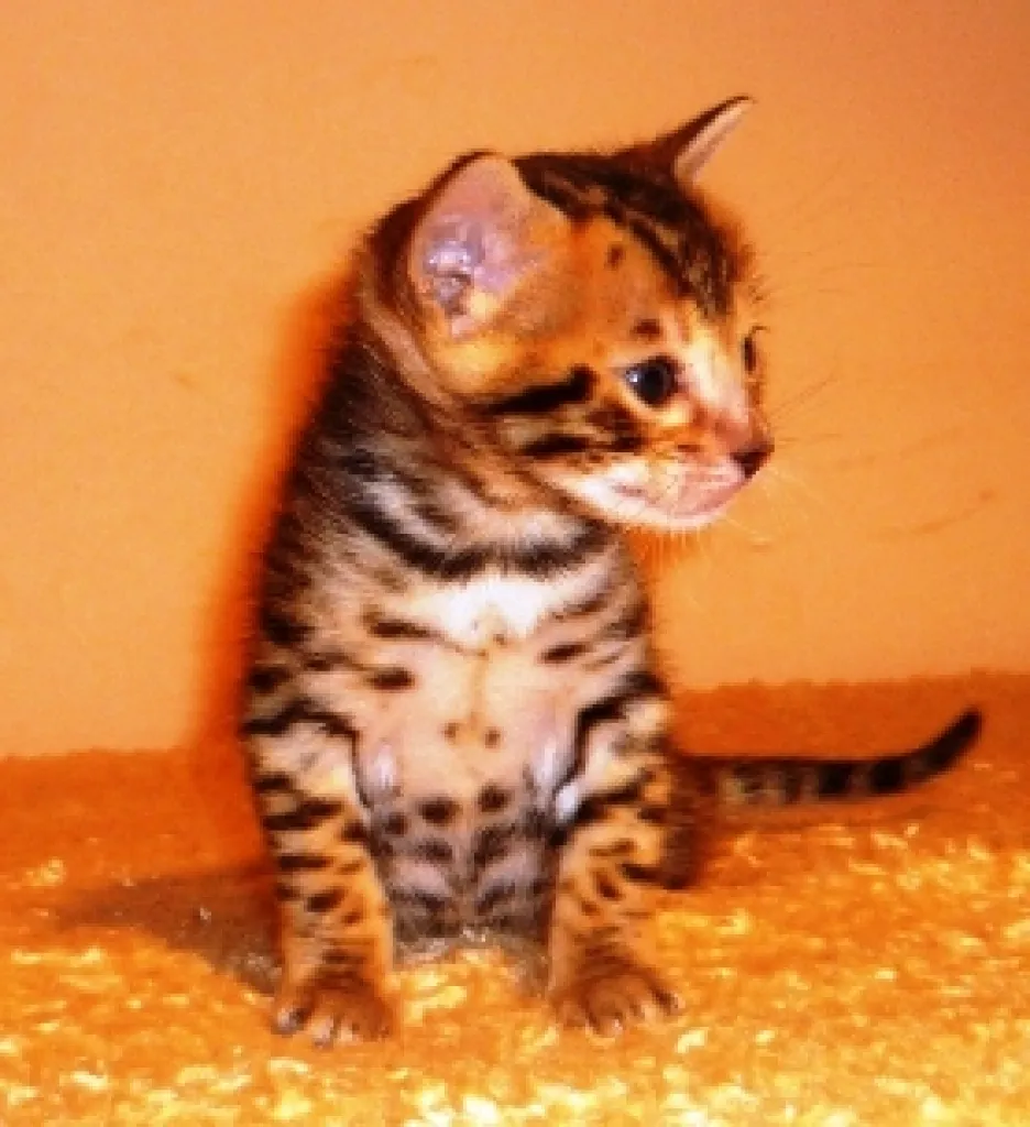 Exzellente Bengal Kitten von der seriösen Zucht mit Stammbaum ,aus der Nähe vo