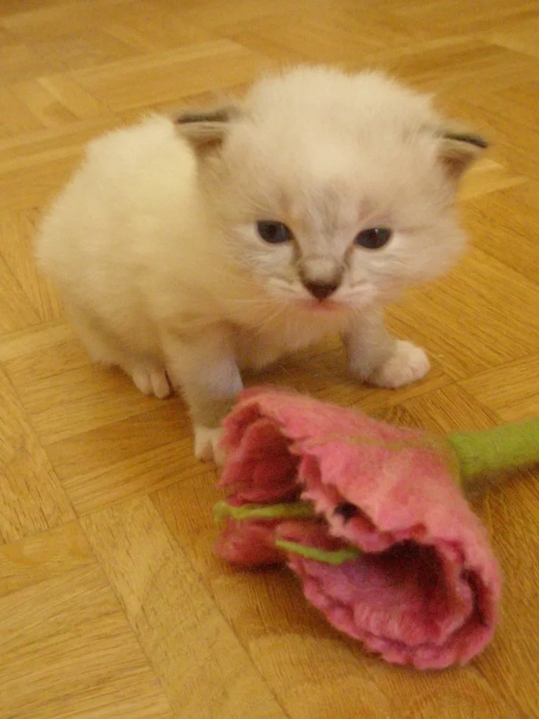 Ragdollkitten  Joshuar,Josephine.