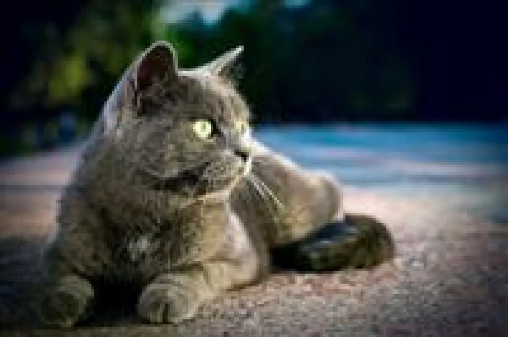 Natürliches Katzenfutter