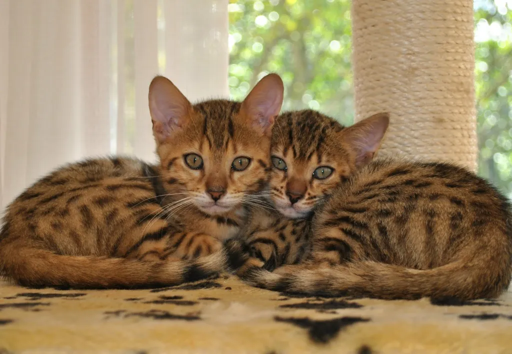 Süsse Bengalen abzugeben