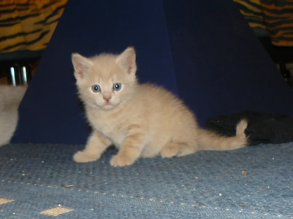Britisch Kurzhaar Katzenkinder in Creme + Creme-Tabby