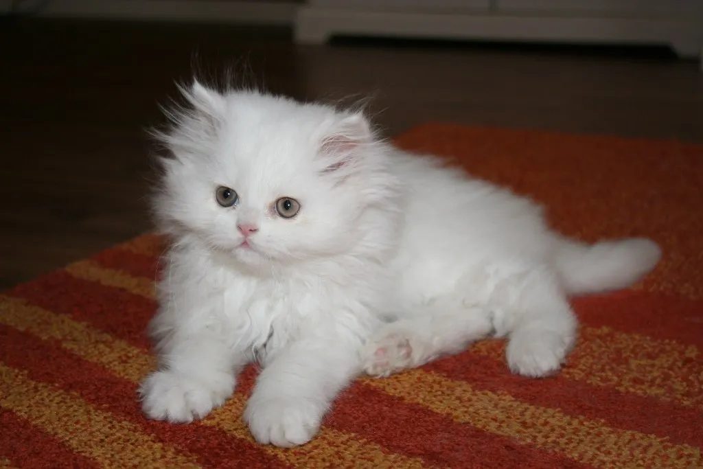 weißer Perserkater, Perserbaby