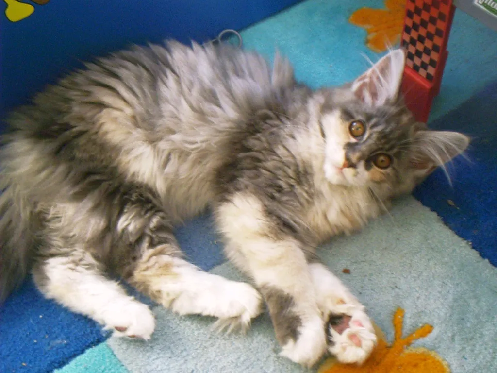 Maine Coon Kitten Arielle in blue mit Stammbaum