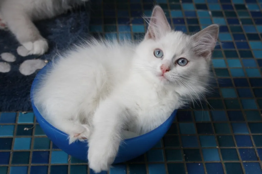 RAGDOLL KITTEN IN LILAC UND BLUE suchen.....