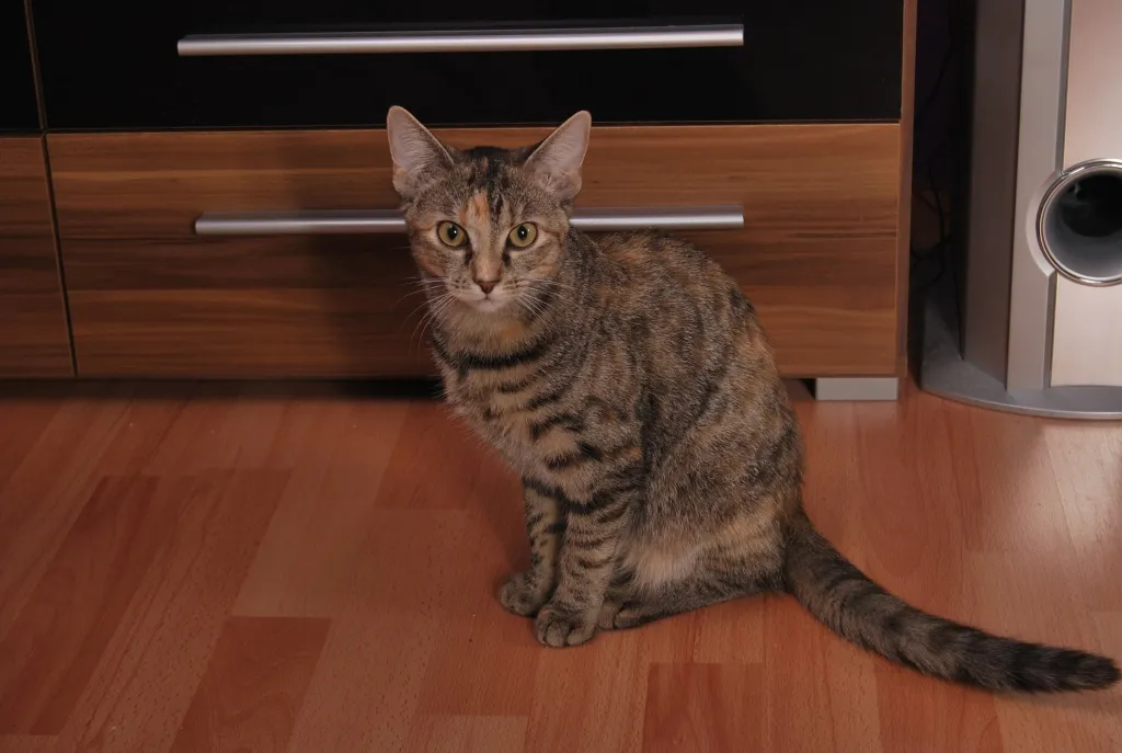 Mein Name ist Flöckchen und ich suche ein neues liebevolles Zuhause!!!