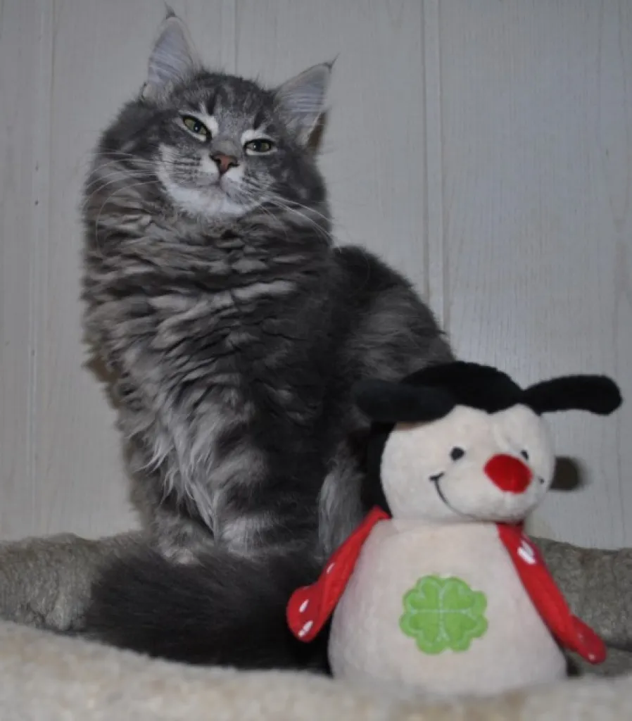 Norwegische Waldkatze - zauberhafte Kätzchen mit Pap.