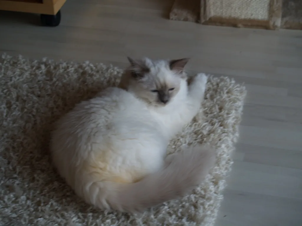 Frecher Birma Kater Kitten in lilac-point geb. 29.05.11 sucht liebevollen Schmus
