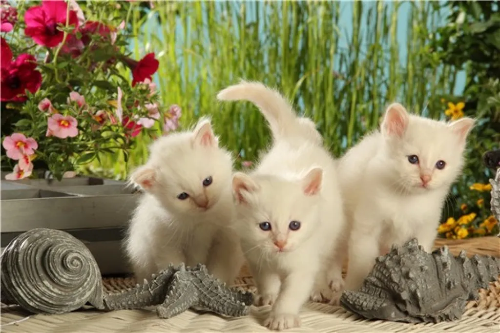 Wurfankündigung 2021 - Birmababys in creme & red, auch mit tabby erwartet !!!