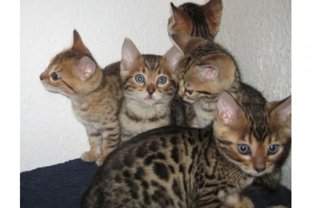 Zwei Bengal Kitten Katzen suchen ein neues zu Hause
