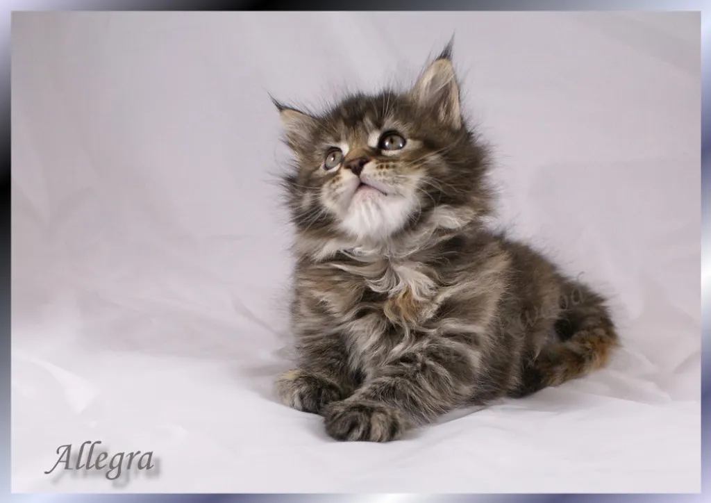 Typvolle Maine Coon Babys mit Papieren !!!