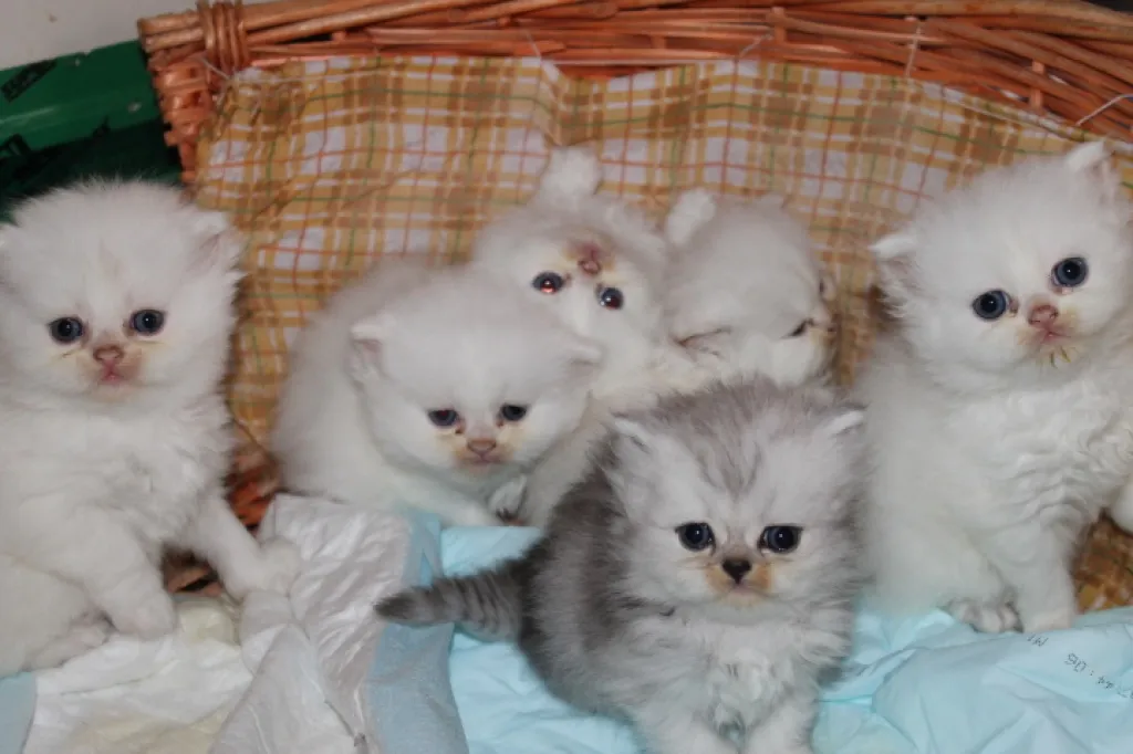 Reinrassige Perserkatzen :)