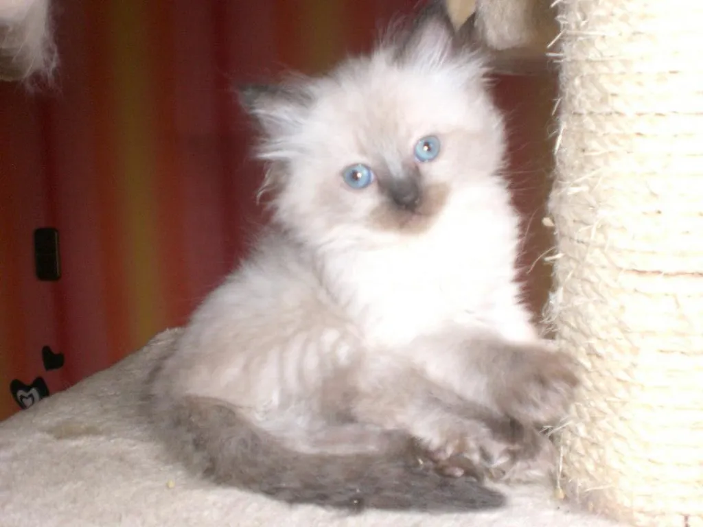 Noch eine Ragdoll Knutschkugel Ende Nov. zu vergeben !