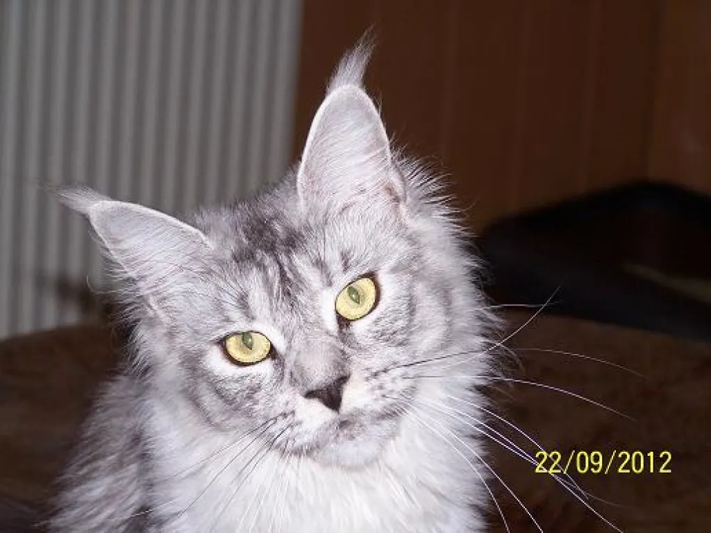 Maine Coon Teenies & MC - Poly Dame