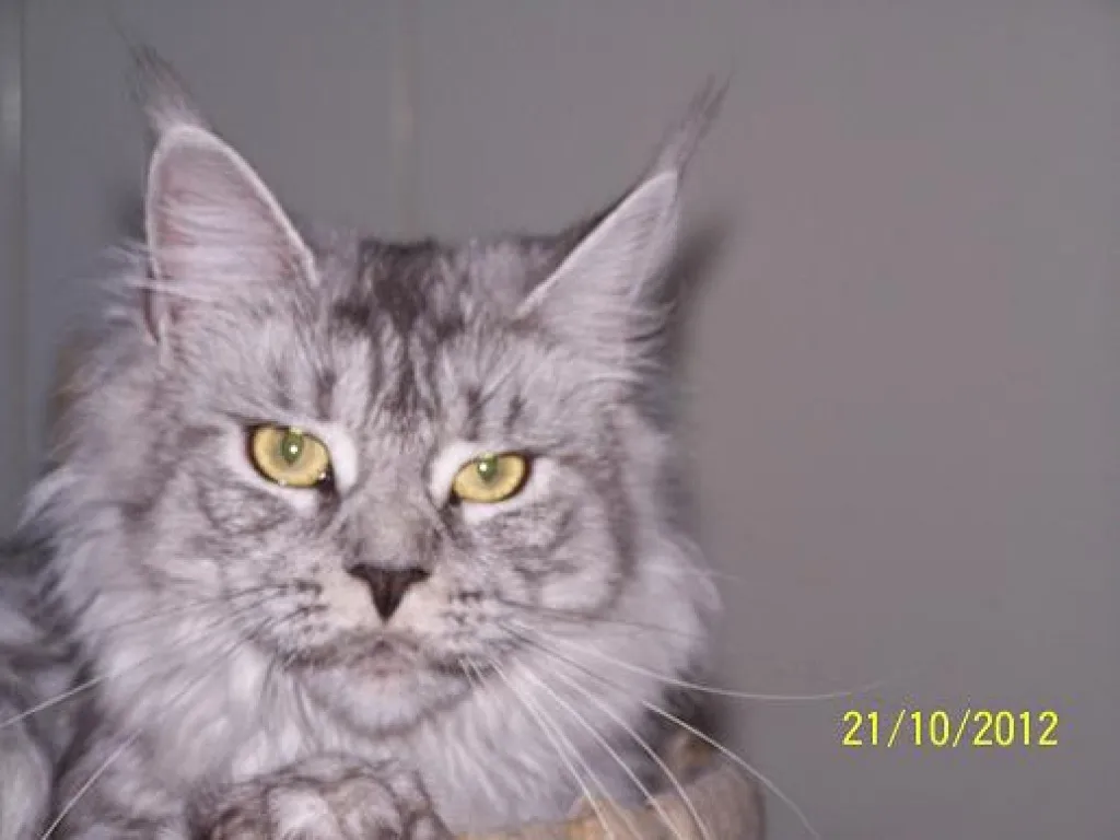 bildhübsche Maine Coon Poly Dame