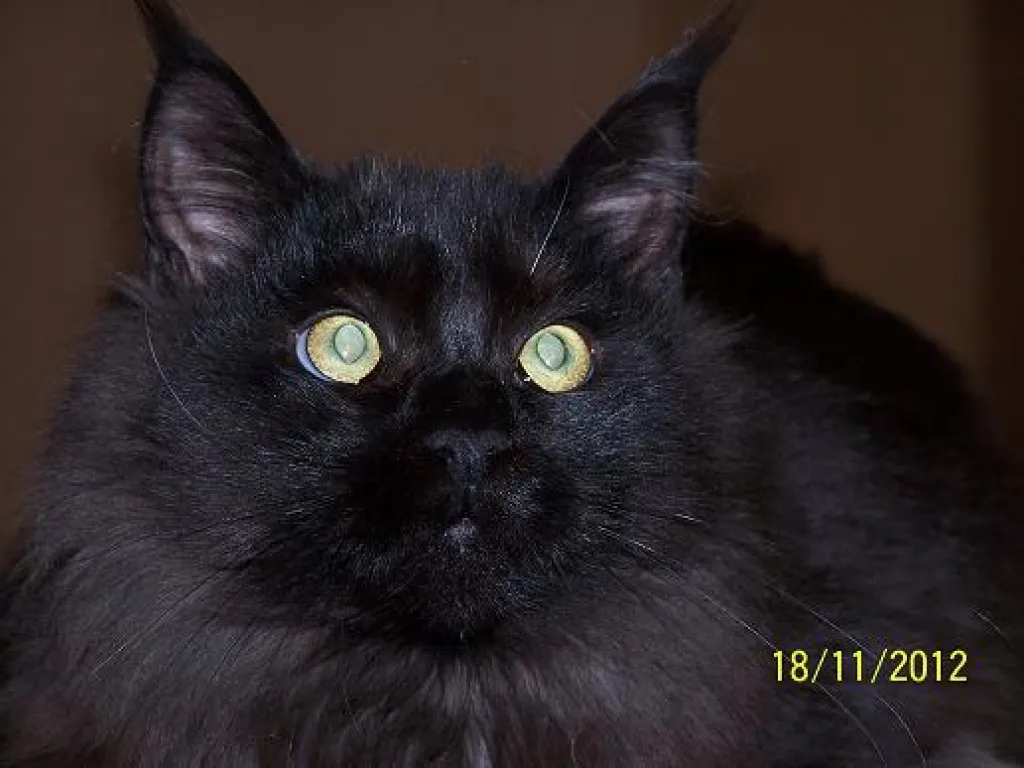 silver tabby girl & Kater in black