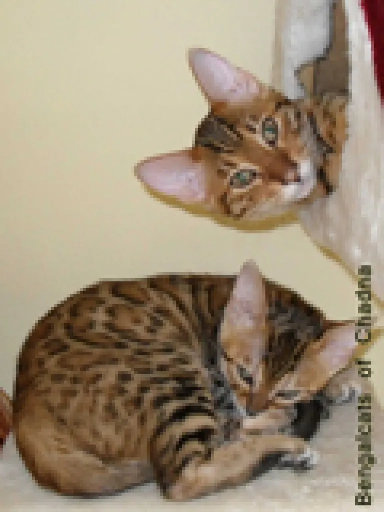 Bengalcats of Chadna   Bengal Kitten mit TICA-Papieren vom Hobbyzüchter