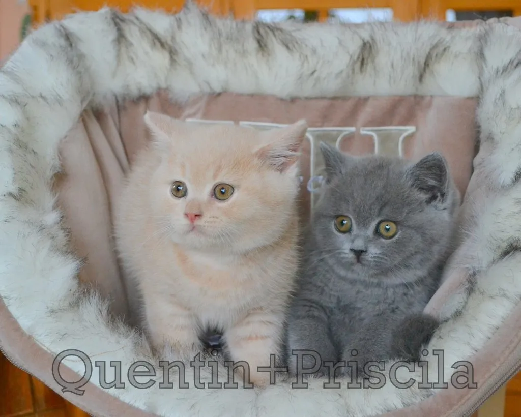 Wunderschöne BKH Kitten