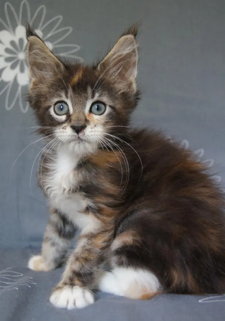 Maine Coon Babys aus seriöser Hobbyzucht abzugeben !