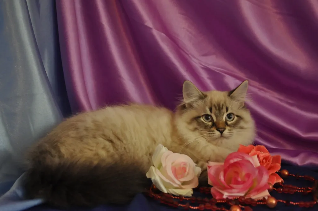 Schones Neva Masquarade (Sibirische Katze) Katerschen, Kitten Champion.