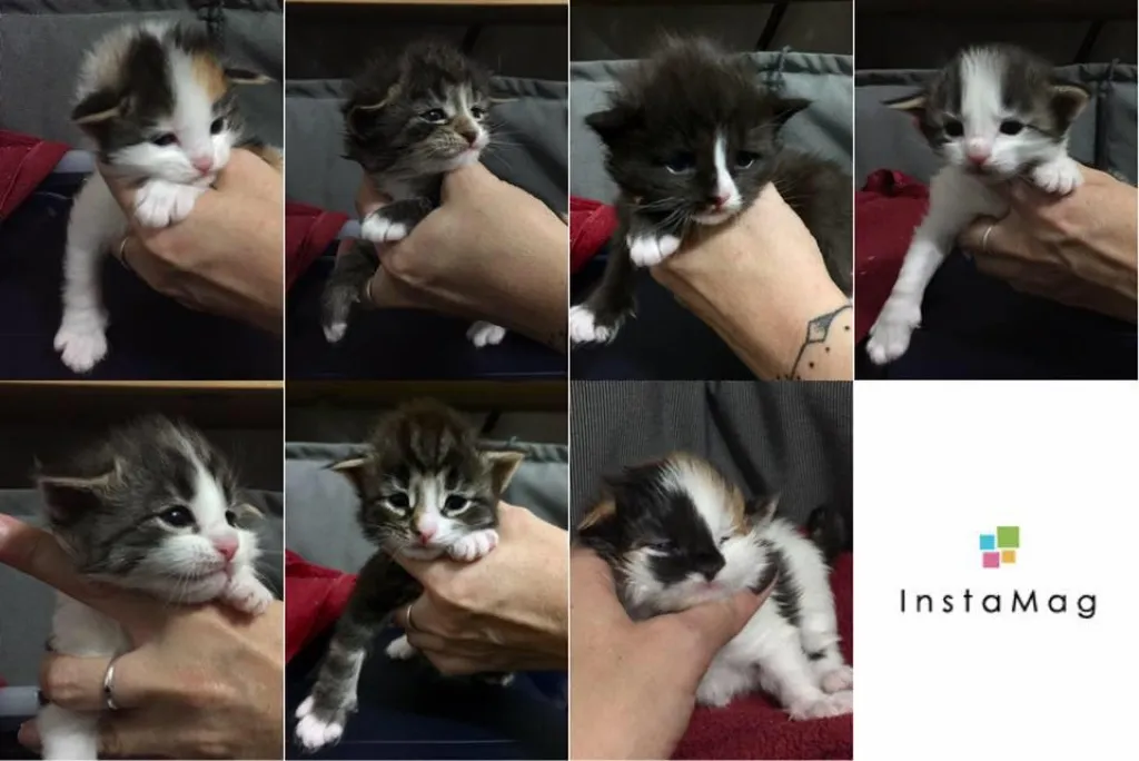 Norwegische Waldkatzen - Baby s - Kitten m.Stammbaum Pap. -