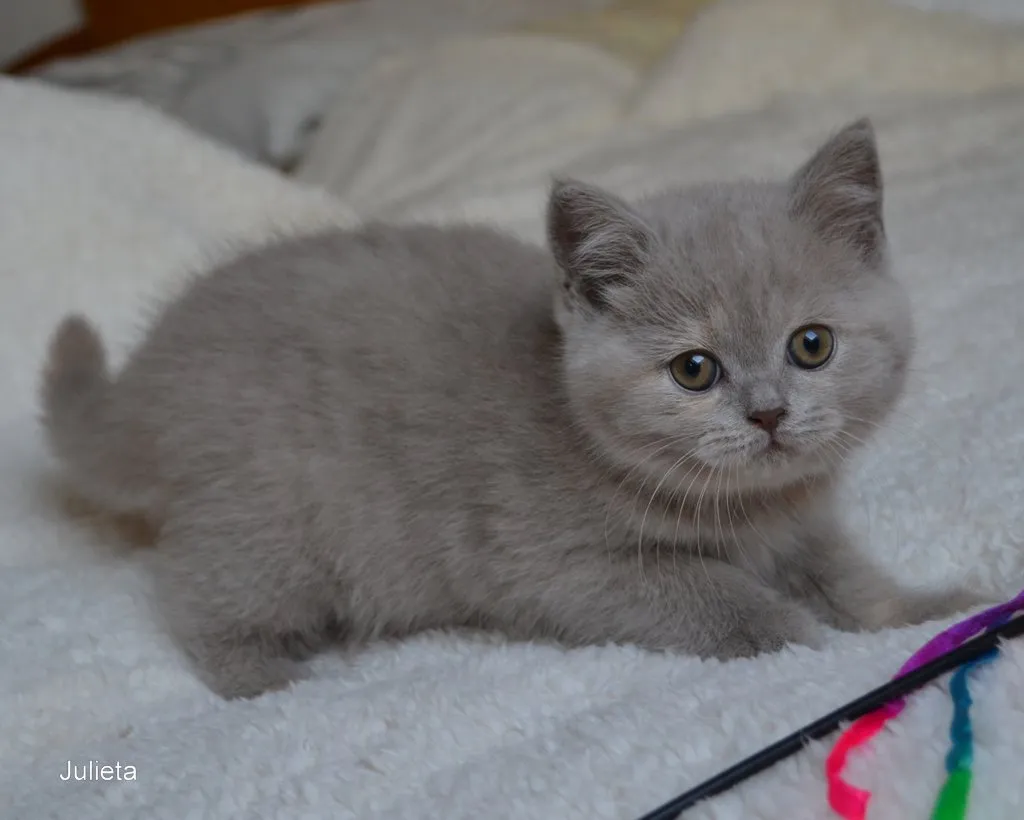Süße reinrassige Britisch Katzenbabys