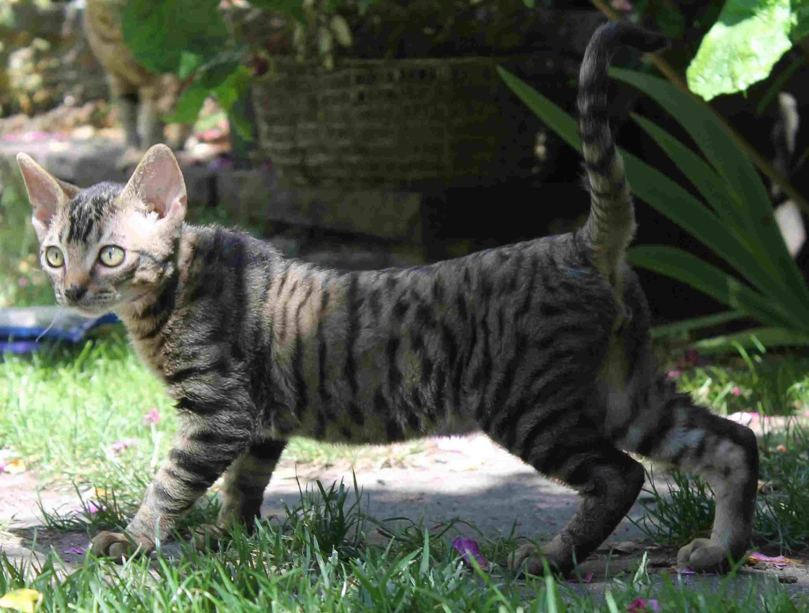 männl. German Rex Kitten Gringo-Rex of Dankwarderode geb. 03 2021