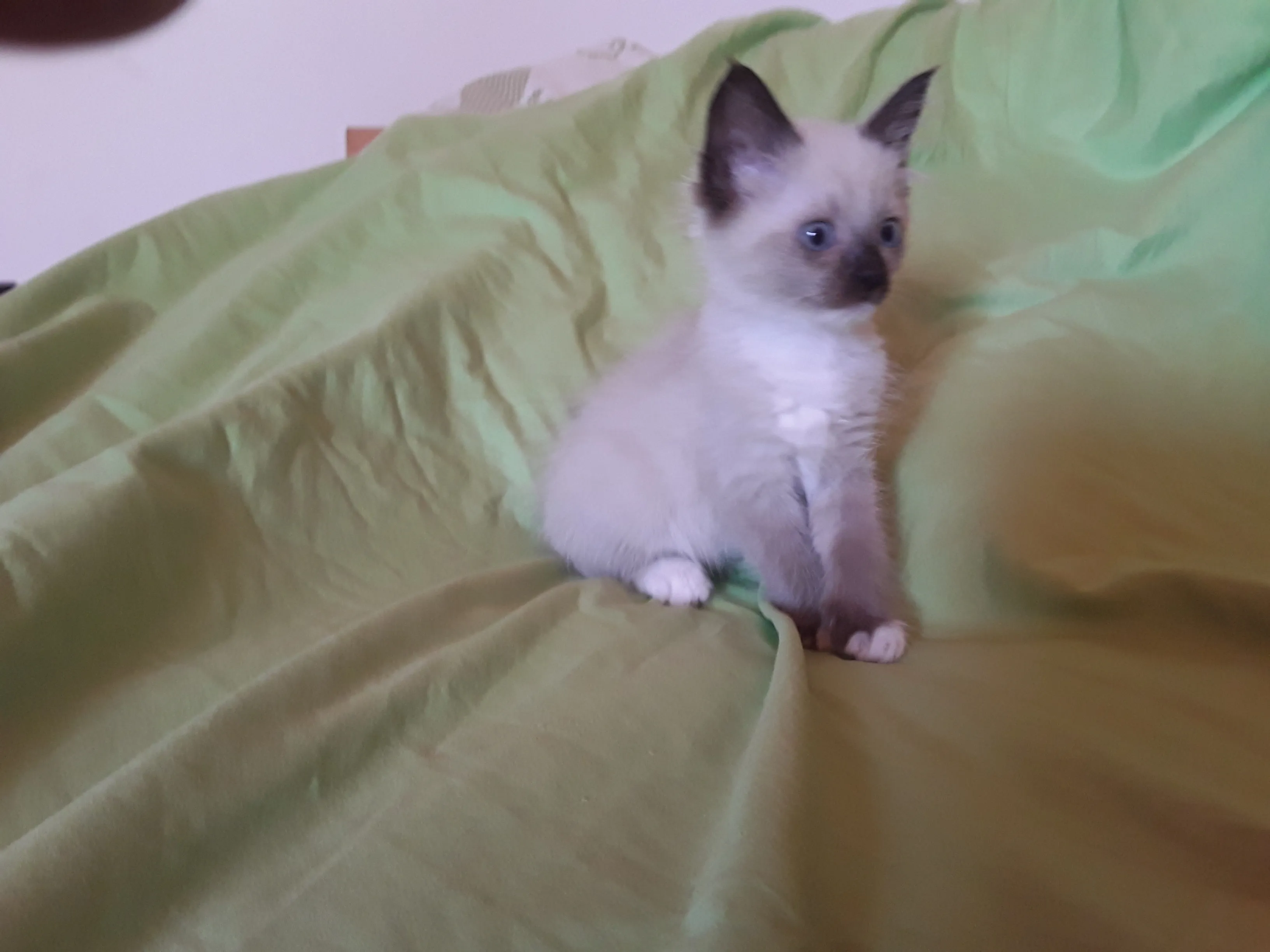 Ragdollkitten