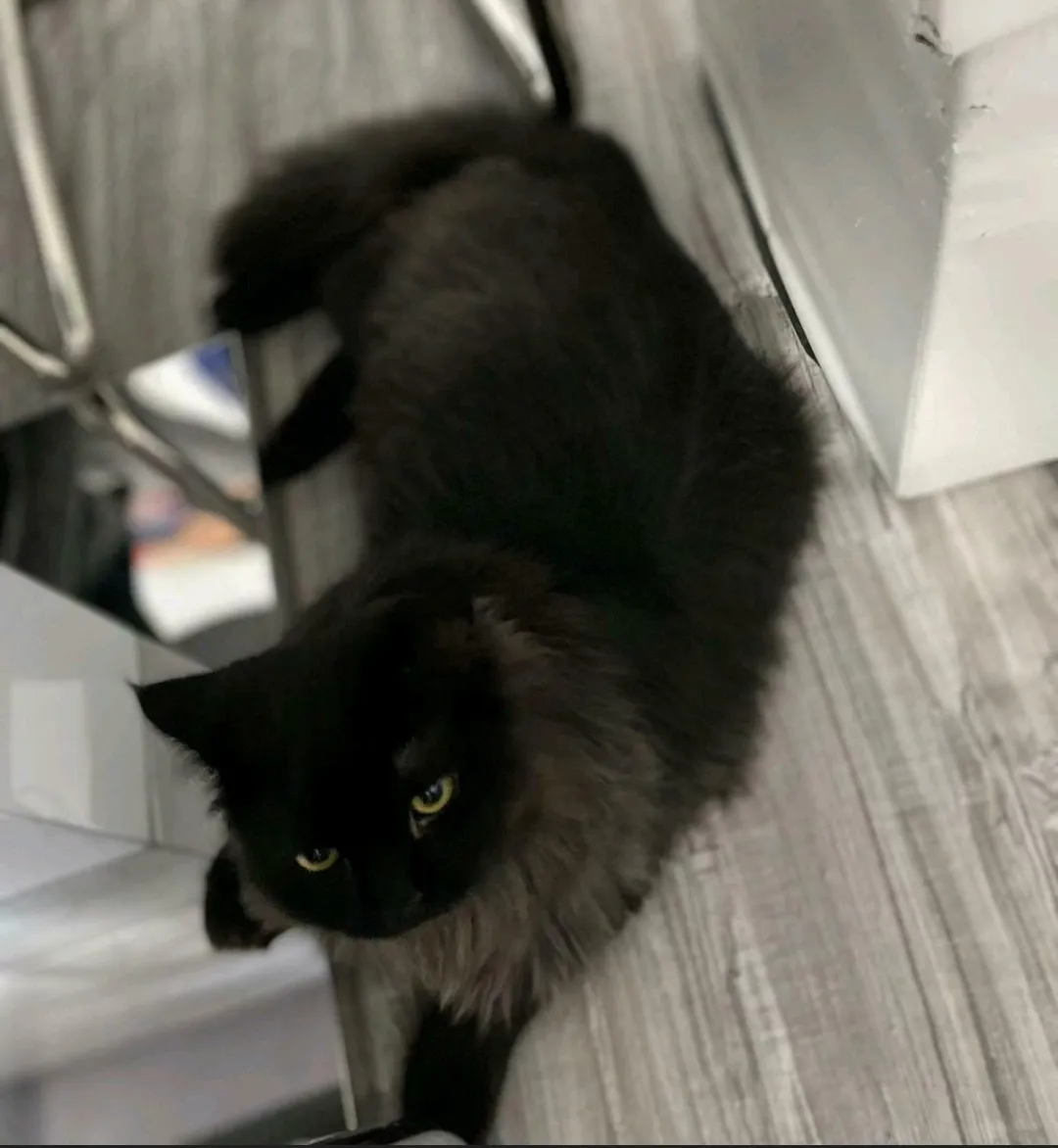 Wunderschöne  britische perser mix Katze  männlich