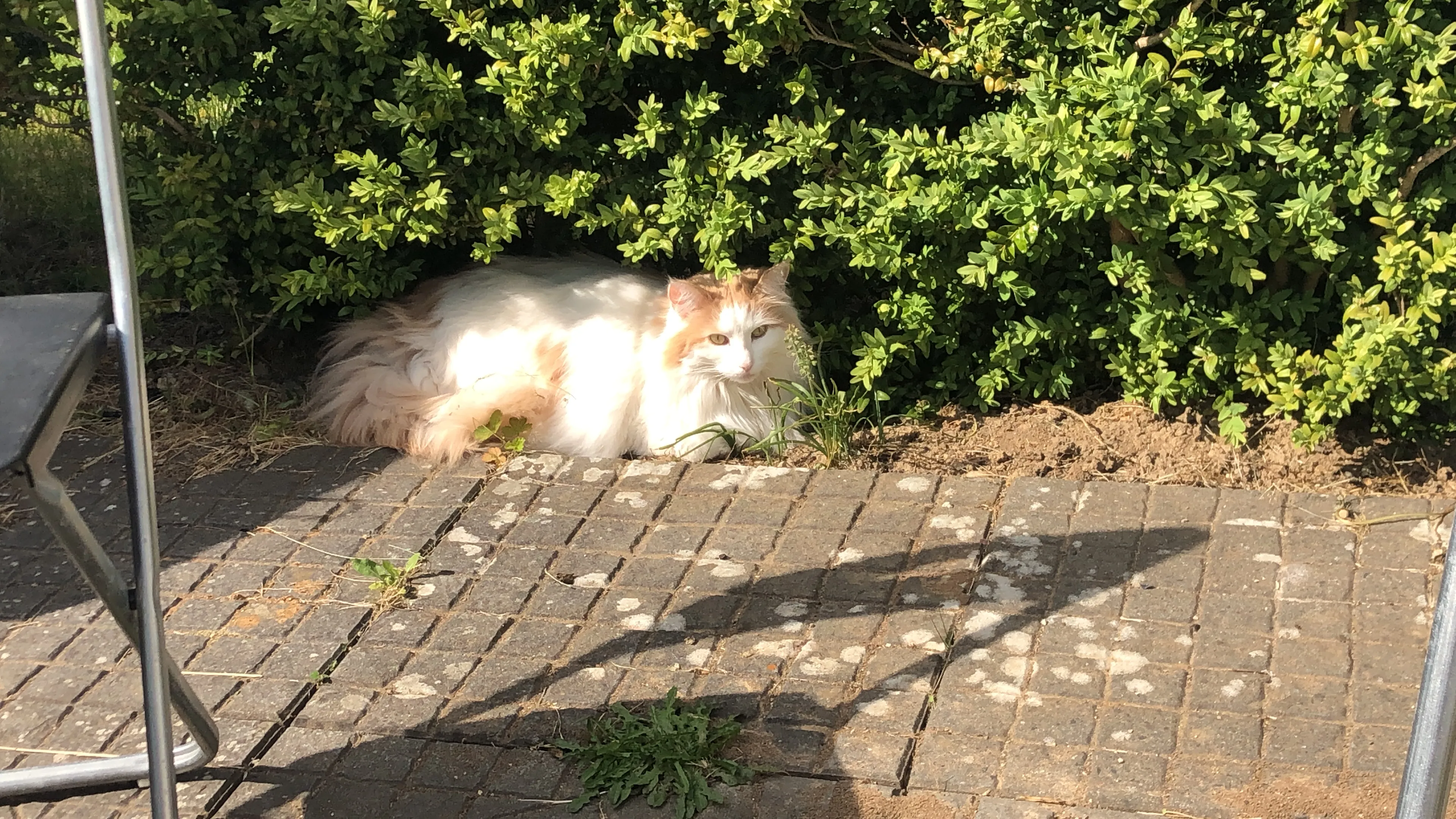 Norwegische Waldkatze und Siammix Damen