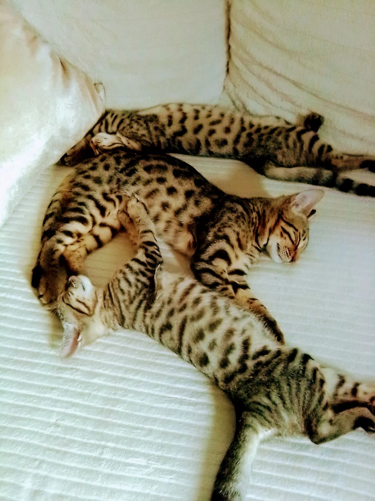 Edelmix-Kitten