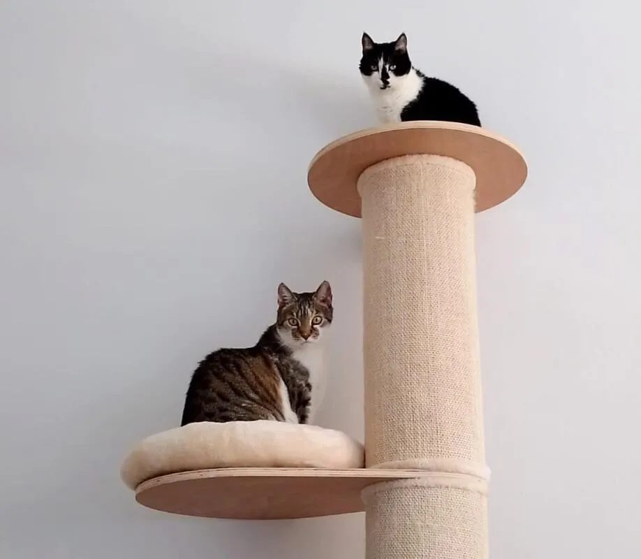 LEO und MAUSI - europäische Kurzhaarkatze - 6 und 9 Jahre - Tierhilfe-Franken e.