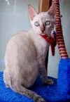 RARITÄT ! SNOW BENGAL KATZEN