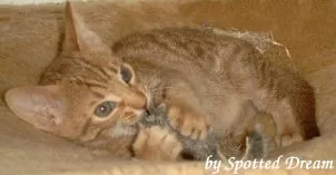 * * * OCICAt Kitten - die getupften Zimmerozeloten * * *