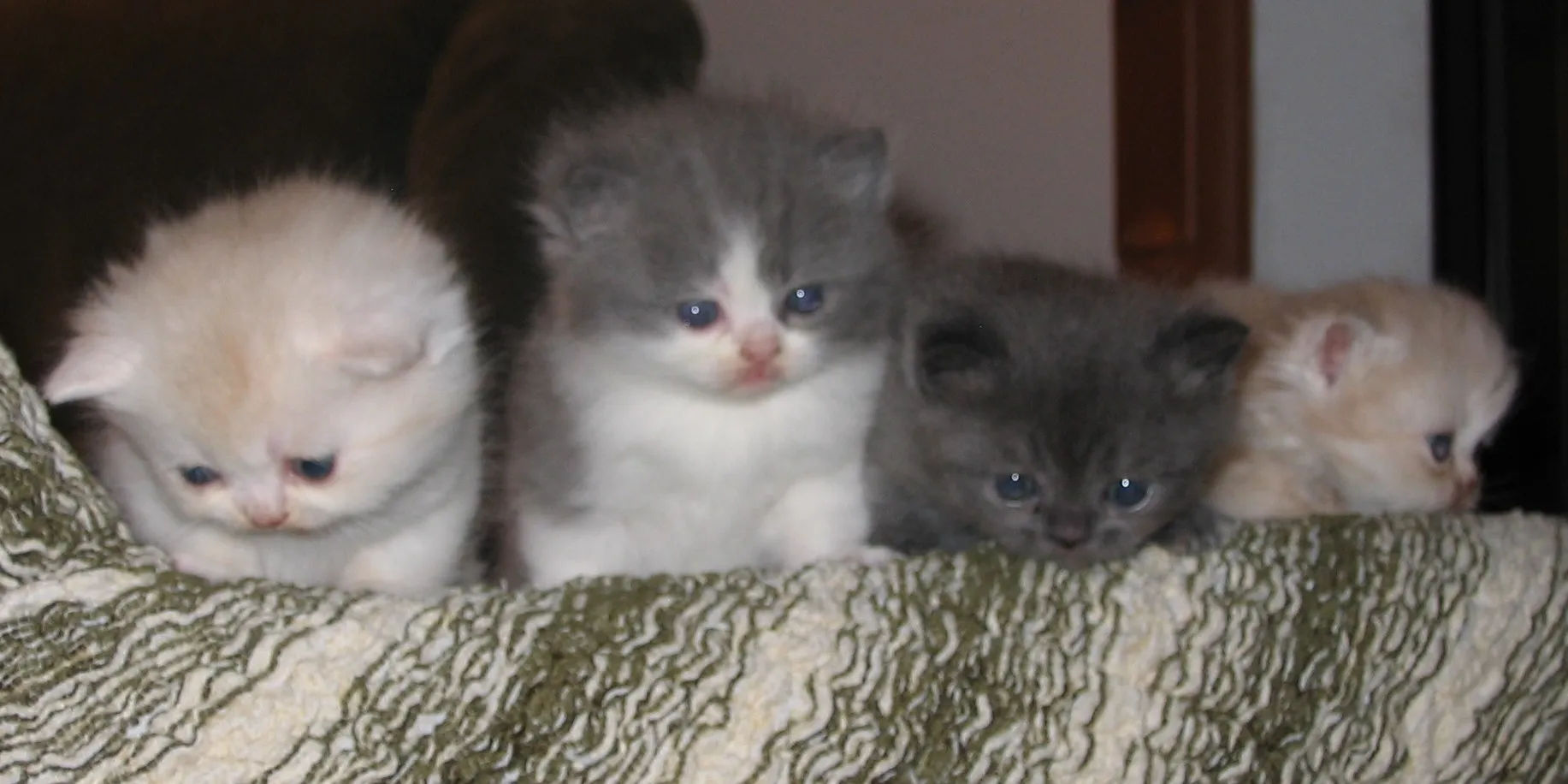 exotic shorthair / perser