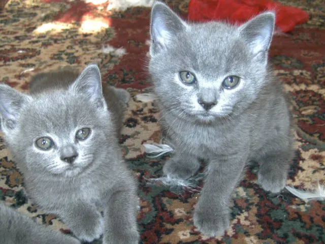 2 Traumhafte BKH Kitten aus liebevoller Hobbyzucht!