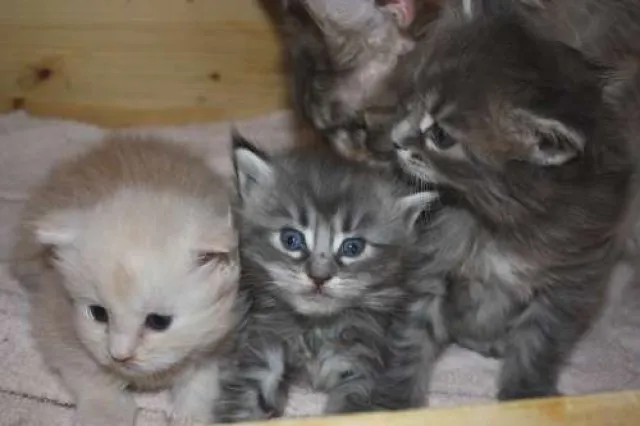 wunderschöne Maine Coon Kitten