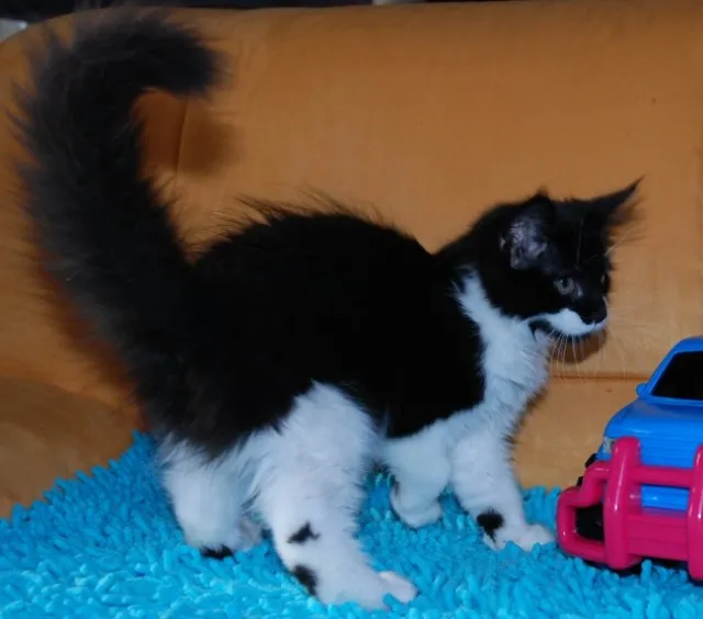 Wunderschönes Maine Coon Mädchen aus exklusiver Hobbyzucht abzugeben!