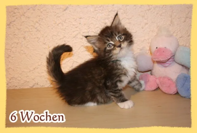***Reinrassige Maine Coon Kobalde abzugeben***