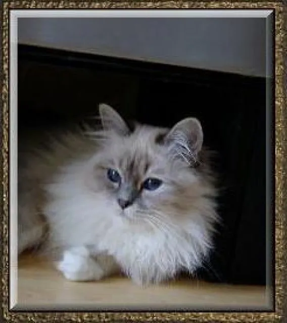 Zuckersüße Birma Kitten suchen den Himmel auf Erden!
