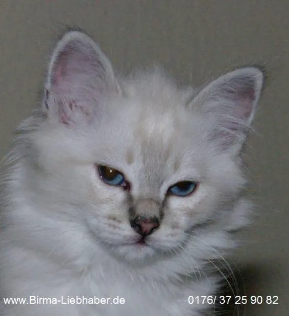 Hurra es ist ein Junge! Birma Blue-Tabby-Point Stammbaum