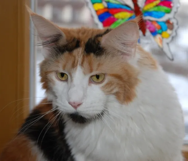 Wunderschöne Maine Coon Glückskatze ist auf der Suche...