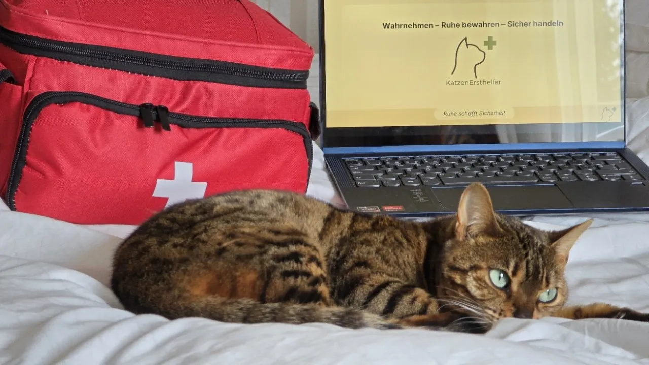 Kannst du deiner Katze im Notfall helfen? | Online Erste Hilfe Kurs
